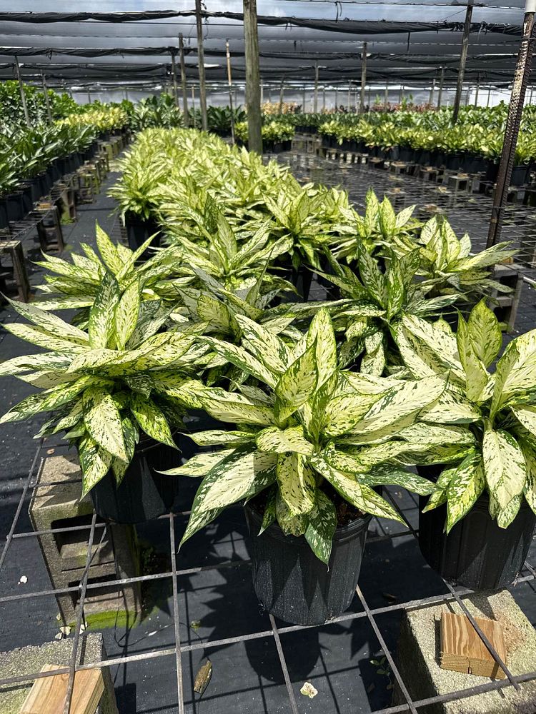 dieffenbachia-star-bright-dumbcane