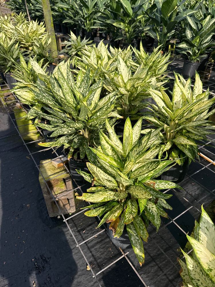 dieffenbachia-star-bright-dumbcane