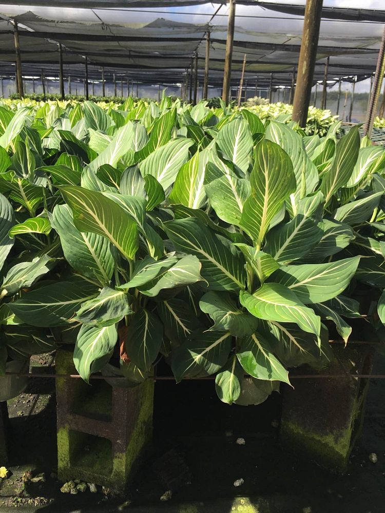 dieffenbachia-sterling-dumbcane