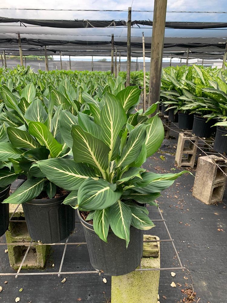 dieffenbachia-sterling-dumbcane