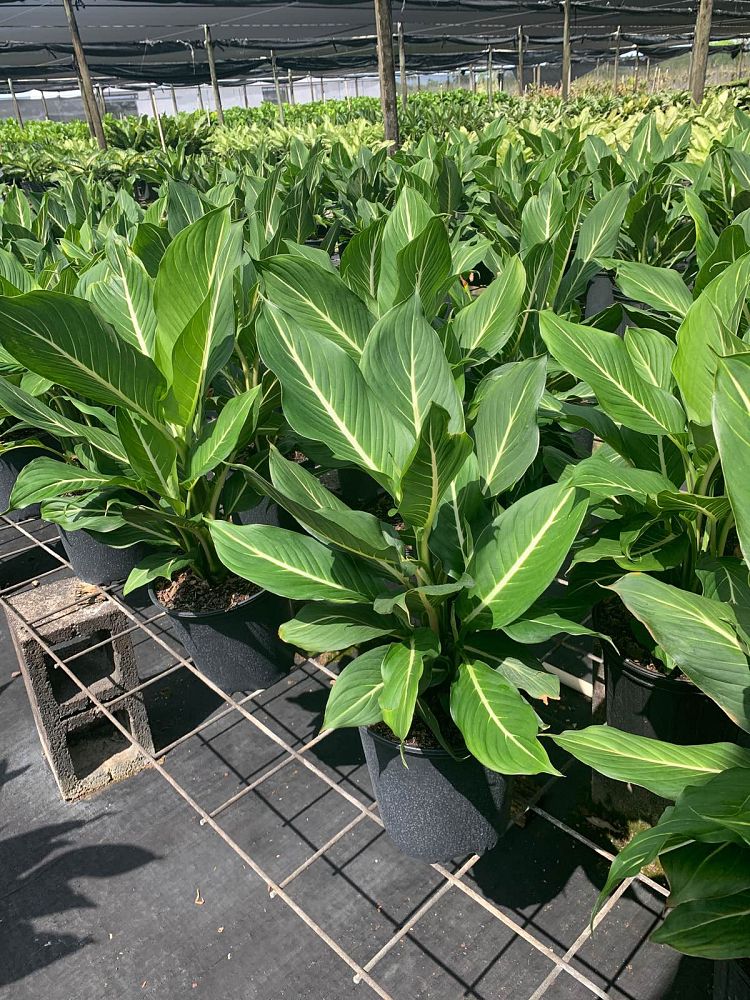 dieffenbachia-sterling-dumbcane