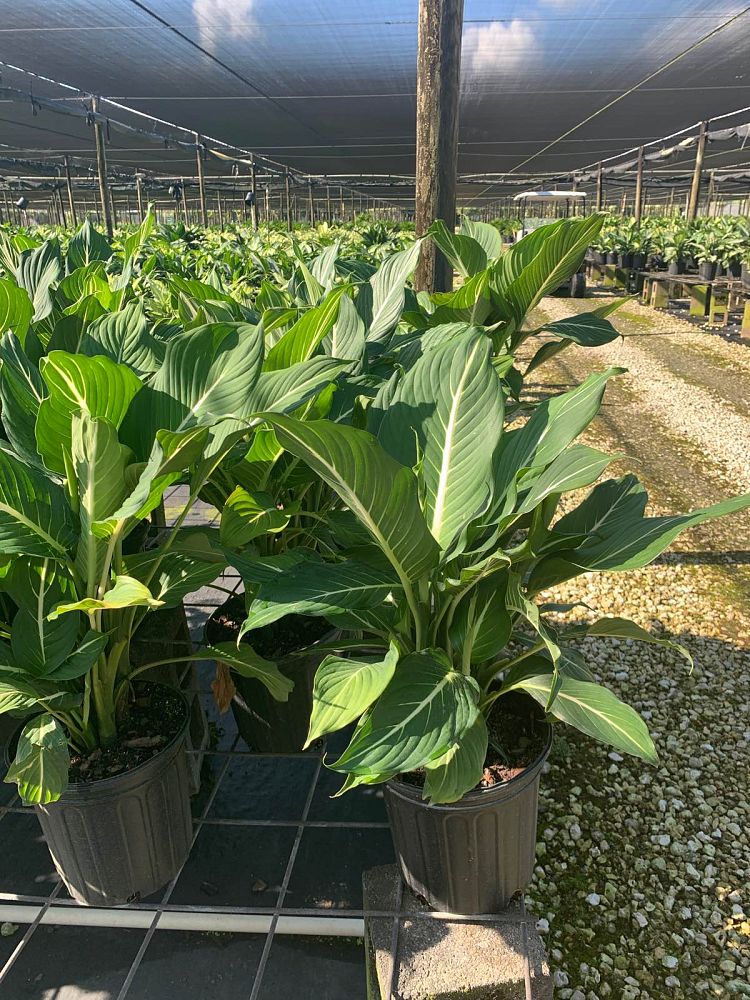 dieffenbachia-sterling-dumbcane