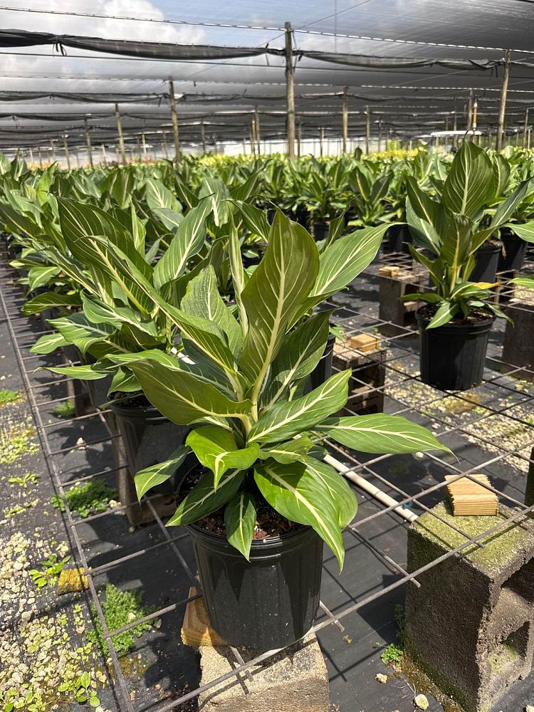 dieffenbachia-sterling-dumbcane