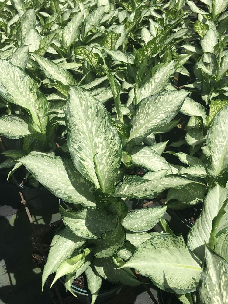 dieffenbachia-tiki-dumbcane