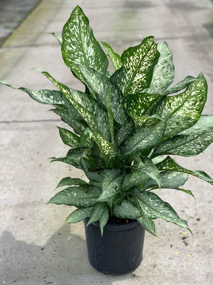 dieffenbachia-tiki-dumbcane
