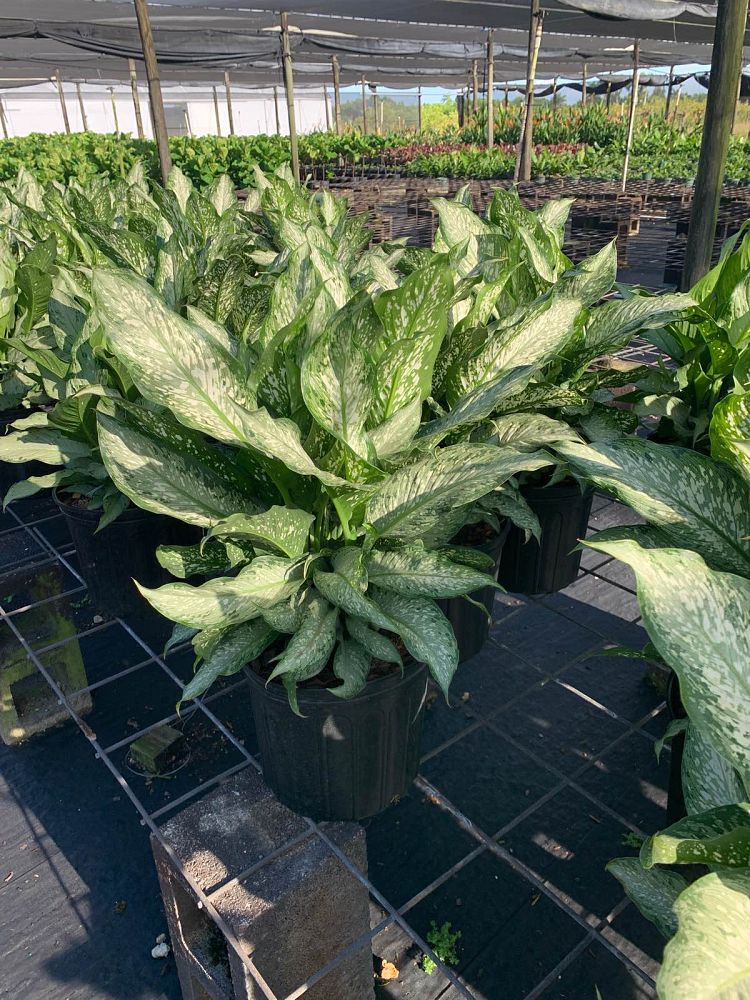 dieffenbachia-tiki-dumbcane