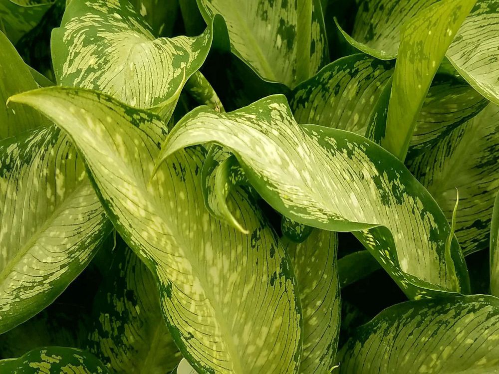 dieffenbachia-tiki-dumbcane