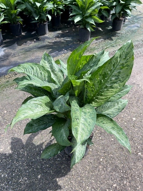 dieffenbachia-tiki-dumbcane