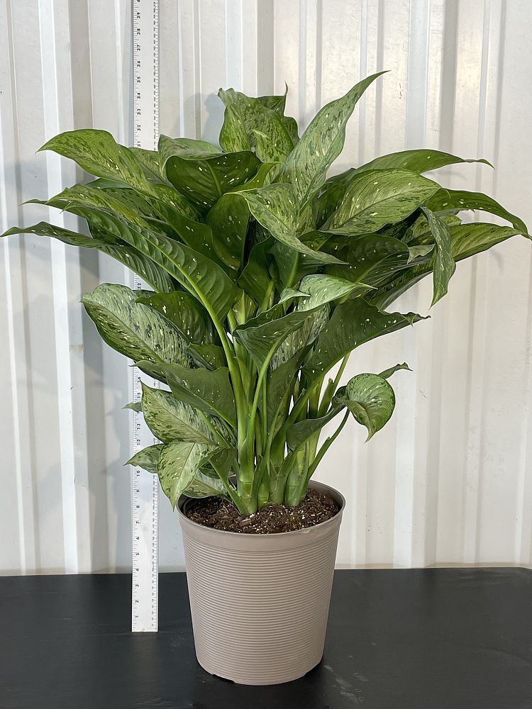 dieffenbachia-tiki-dumbcane