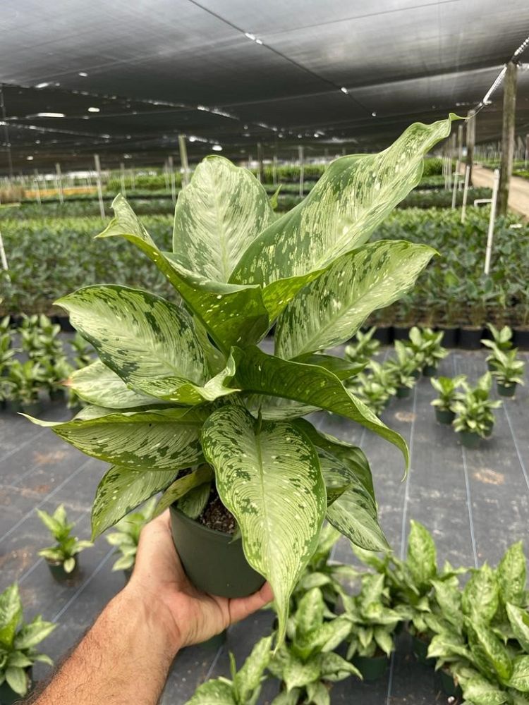 dieffenbachia-tiki-dumbcane