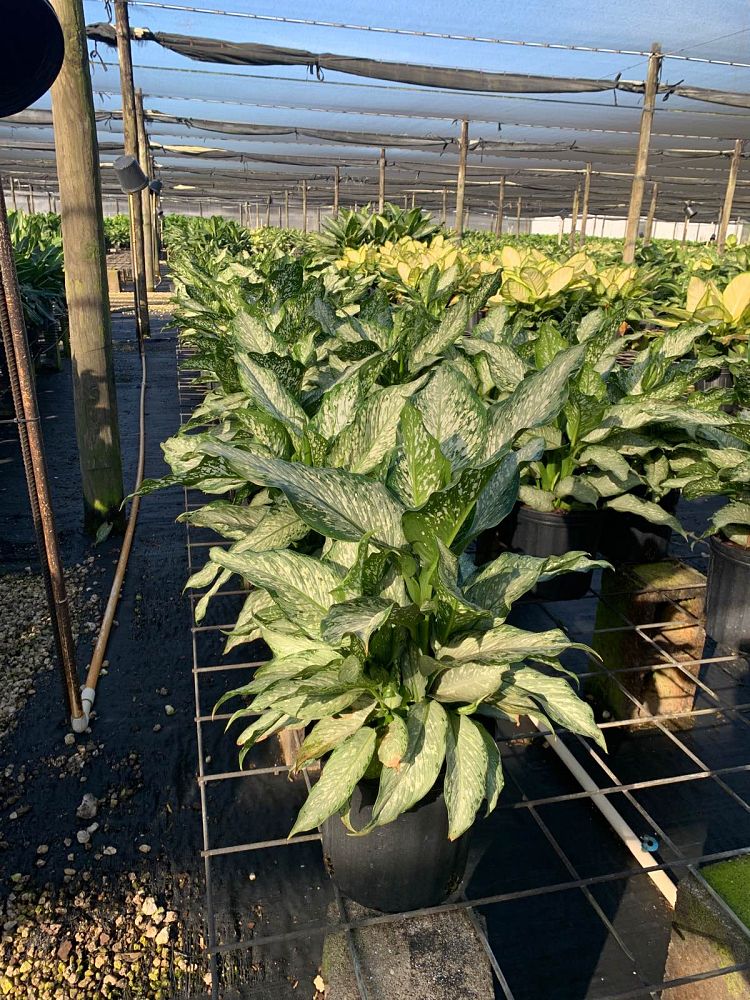 dieffenbachia-tiki-dumbcane