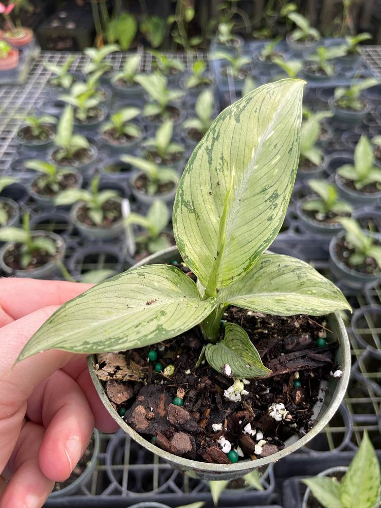 dieffenbachia-tiki-dumbcane