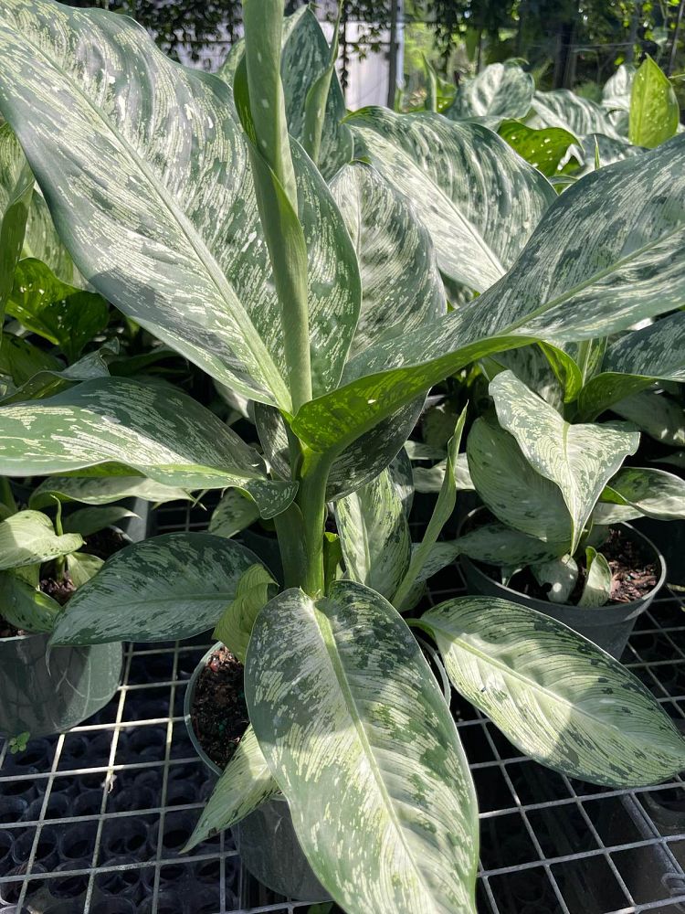 dieffenbachia-tiki-dumbcane