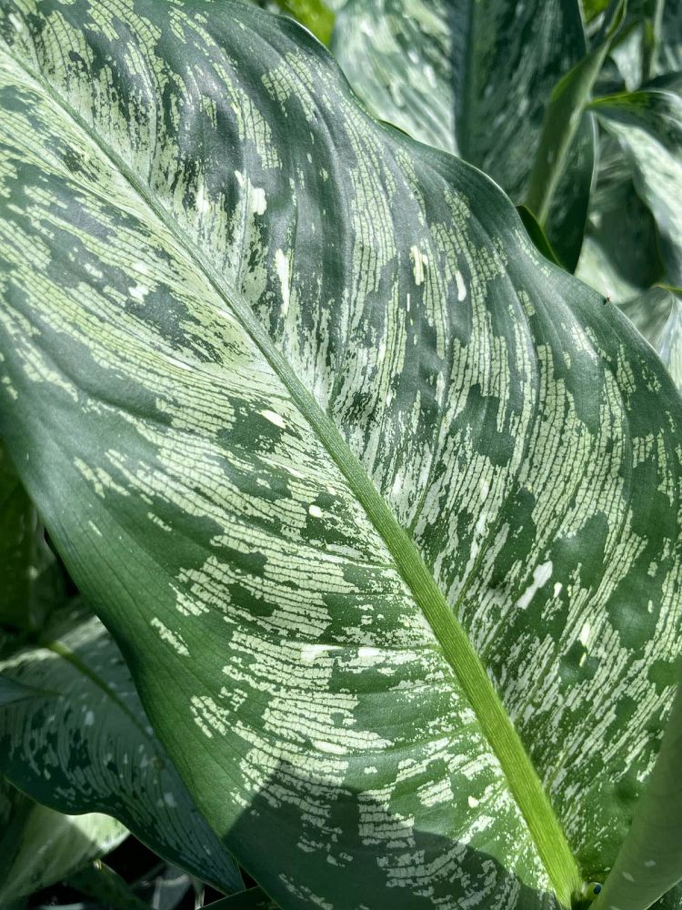 dieffenbachia-tiki-dumbcane