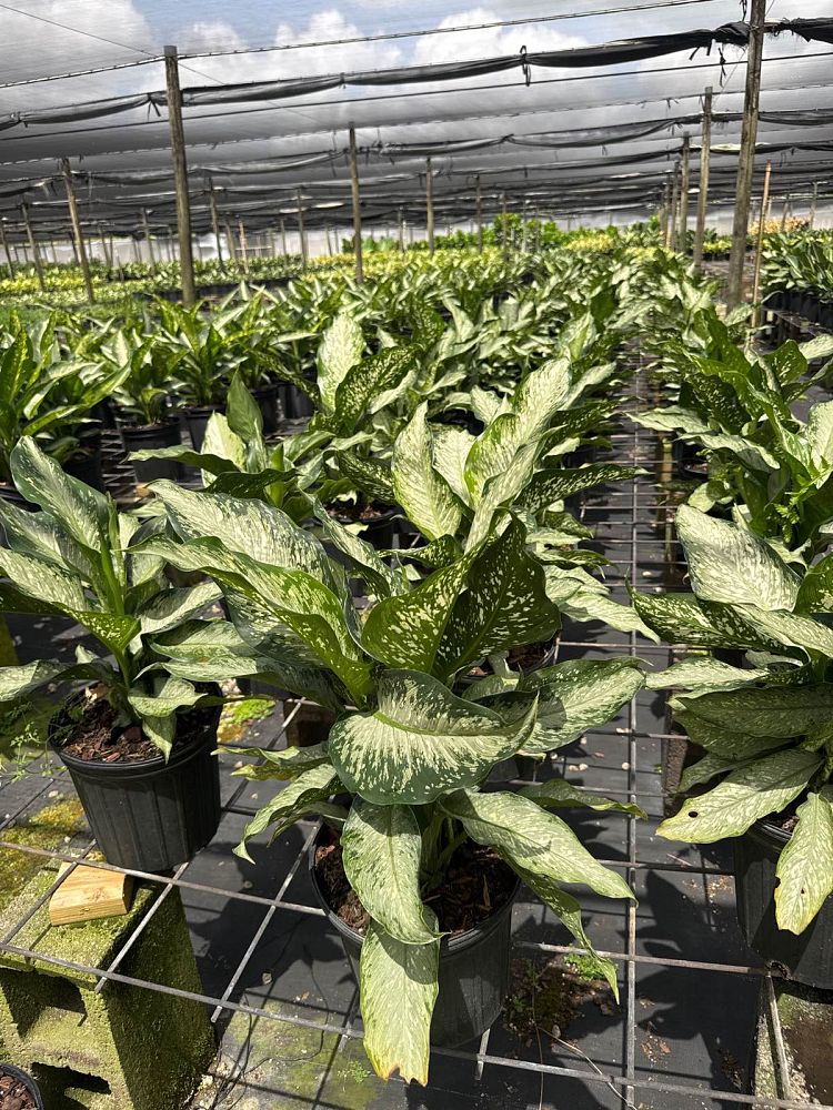 dieffenbachia-tiki-dumbcane