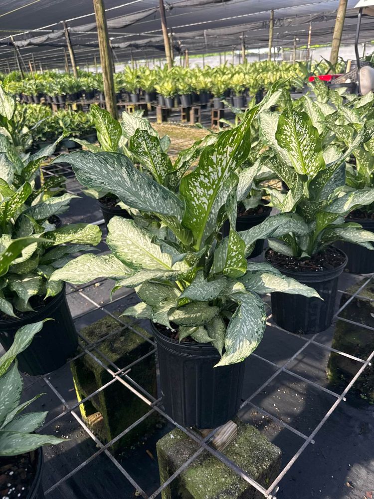 dieffenbachia-tiki-dumbcane