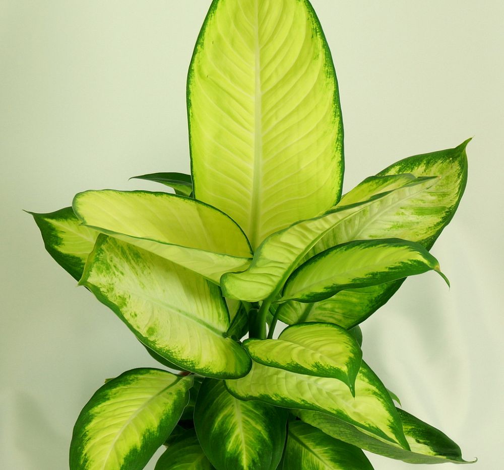 dieffenbachia-tropic-marianne-dumbcane