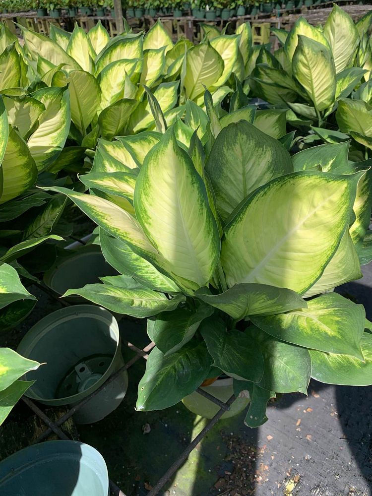 dieffenbachia-tropic-marianne-dumbcane