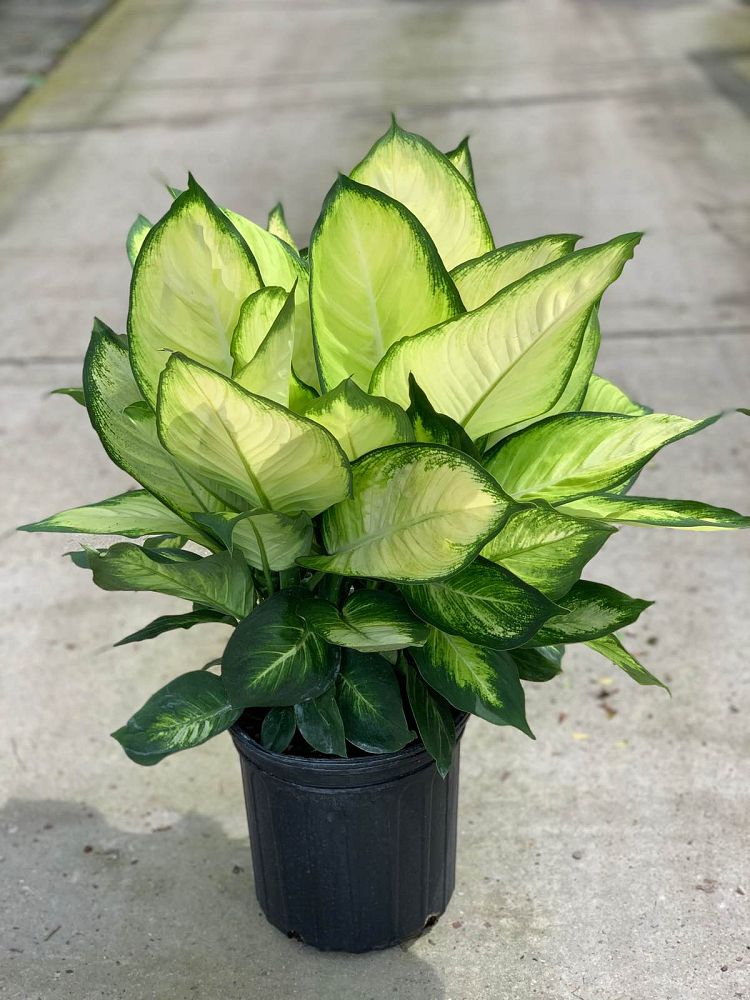 dieffenbachia-tropic-marianne-dumbcane