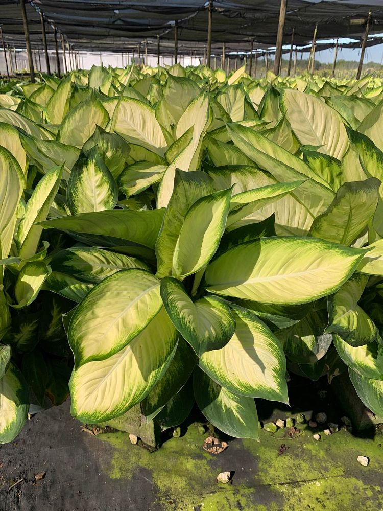 dieffenbachia-tropic-marianne-dumbcane