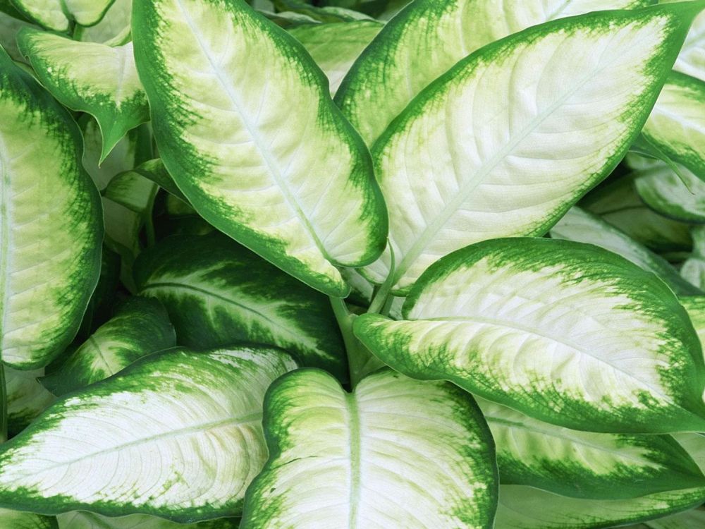 dieffenbachia-tropic-marianne-dumbcane