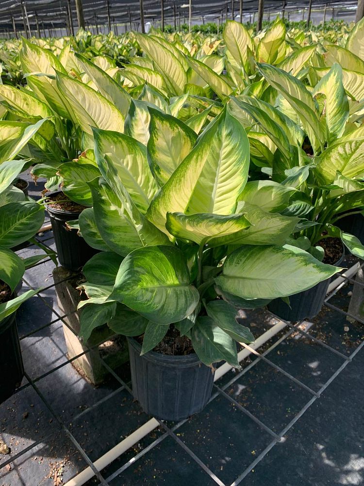 dieffenbachia-tropic-marianne-dumbcane
