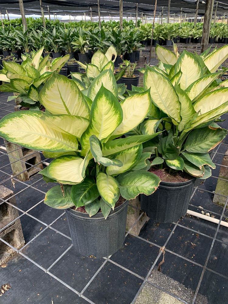 dieffenbachia-tropic-marianne-dumbcane