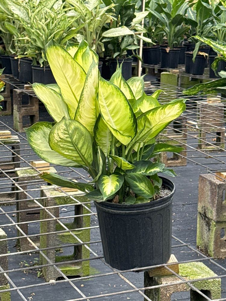 dieffenbachia-tropic-marianne-dumbcane