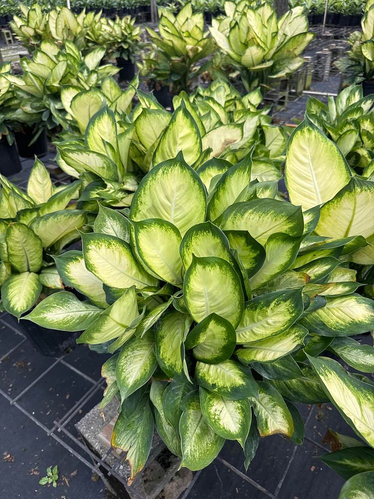 dieffenbachia-tropic-marianne-dumbcane