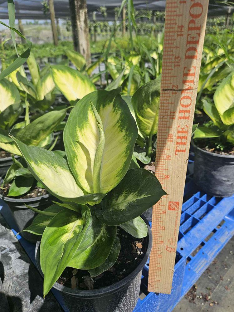 dieffenbachia-tropic-marianne-dumbcane
