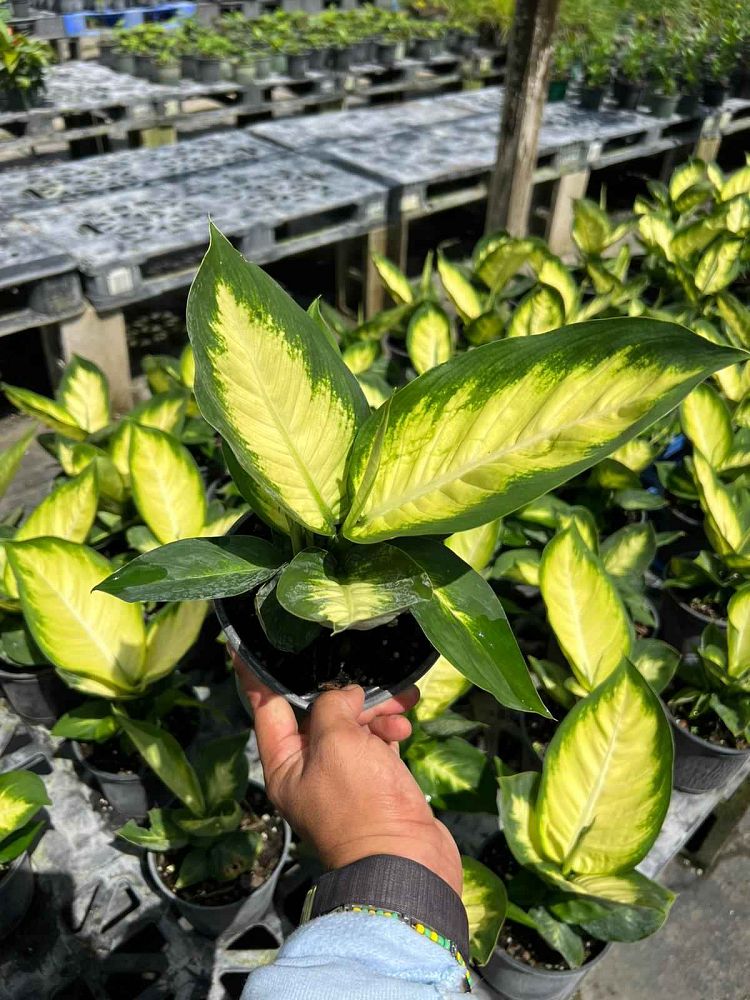 dieffenbachia-tropic-marianne-dumbcane
