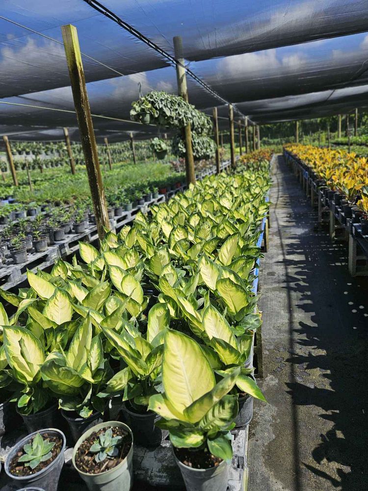 dieffenbachia-tropic-marianne-dumbcane