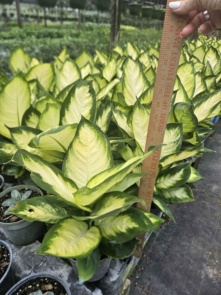 dieffenbachia-tropic-marianne-dumbcane