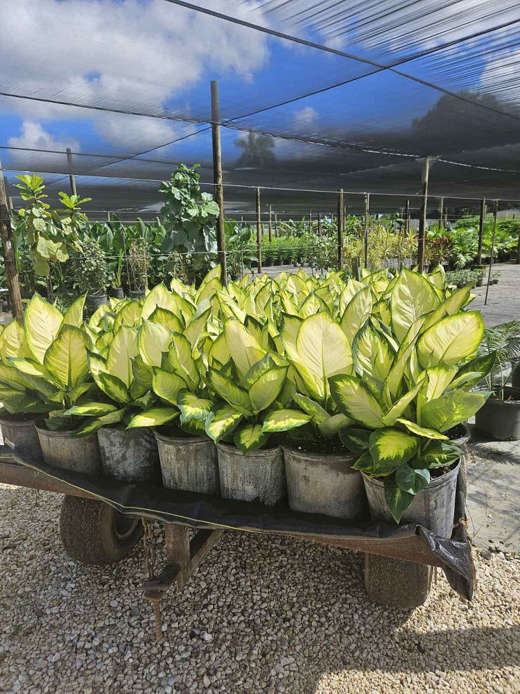 dieffenbachia-tropic-marianne-dumbcane
