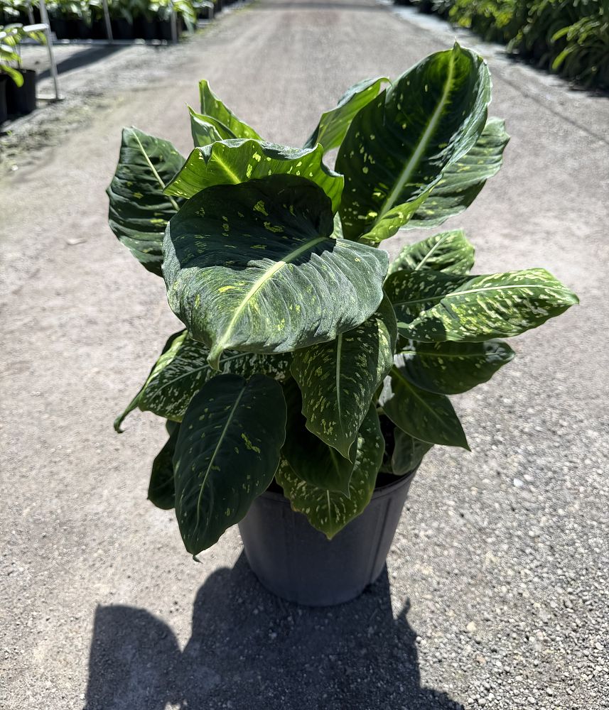dieffenbachia-tropic-marianne-dumbcane