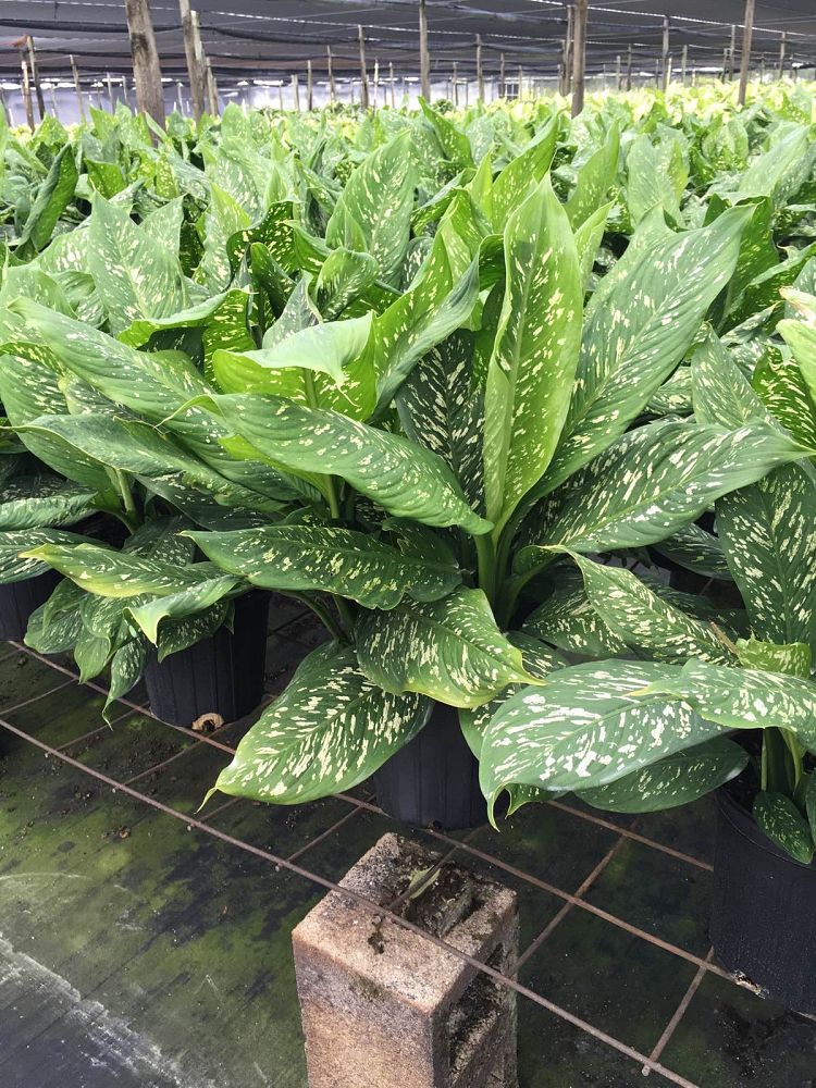 dieffenbachia-tropic-rain-dumbcane