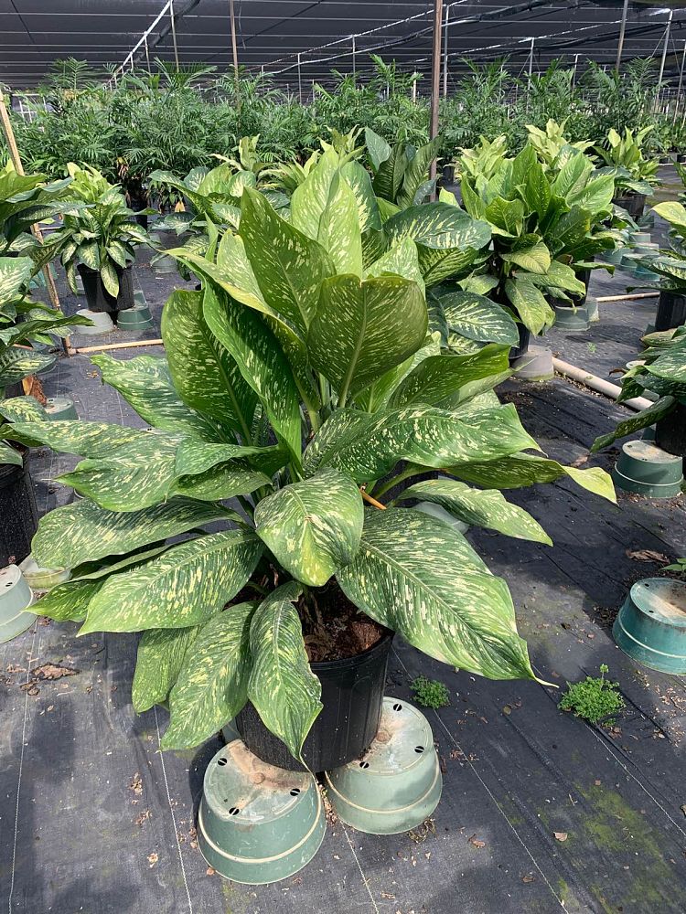 dieffenbachia-tropic-rain-dumbcane