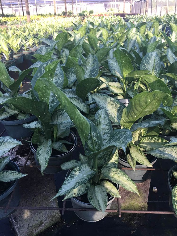 dieffenbachia-x-memoria-corsii