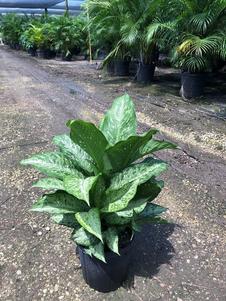 dieffenbachia-x-memoria-corsii