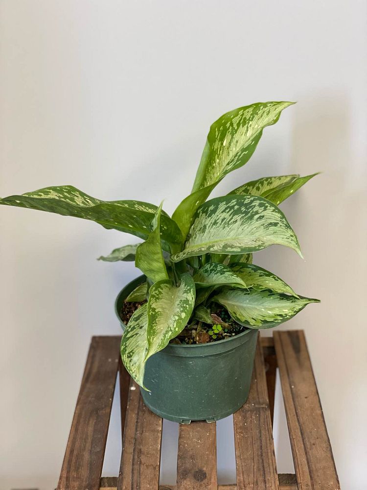 dieffenbachia-x-memoria-corsii