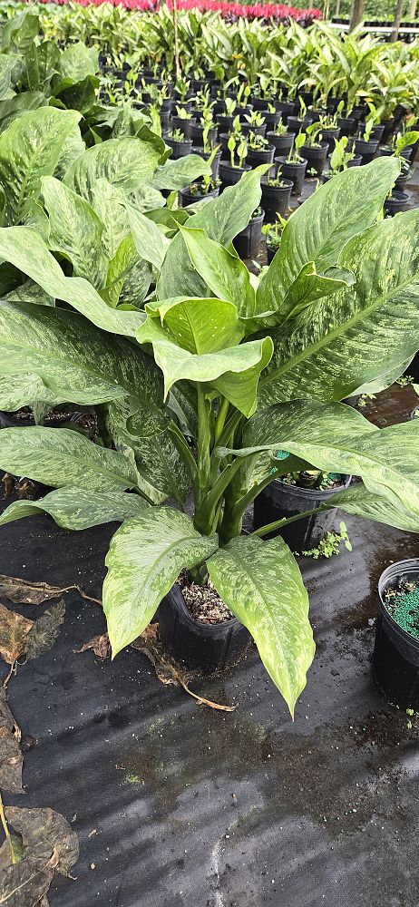 dieffenbachia-x-memoria-corsii