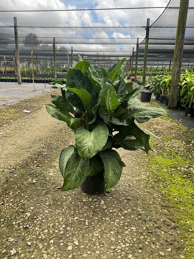 dieffenbachia-x-memoria-corsii