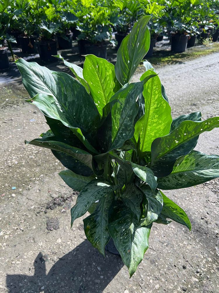 dieffenbachia-x-memoria-corsii