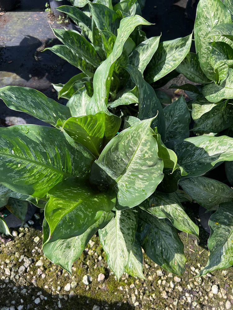 dieffenbachia-x-memoria-corsii