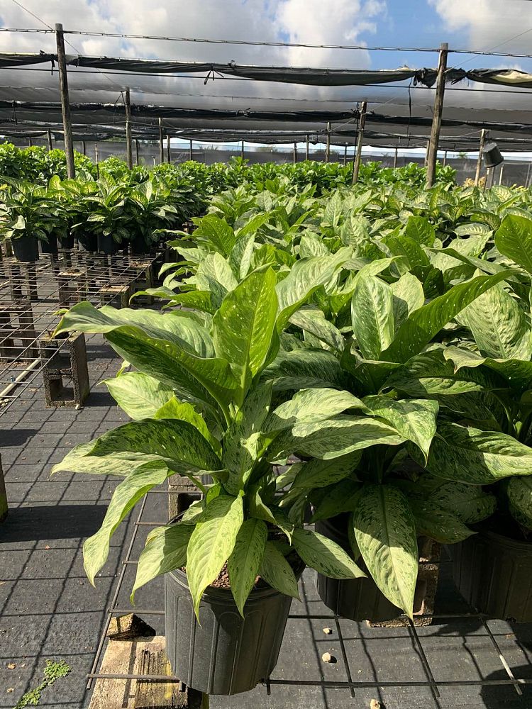 dieffenbachia-x-memoria-corsii