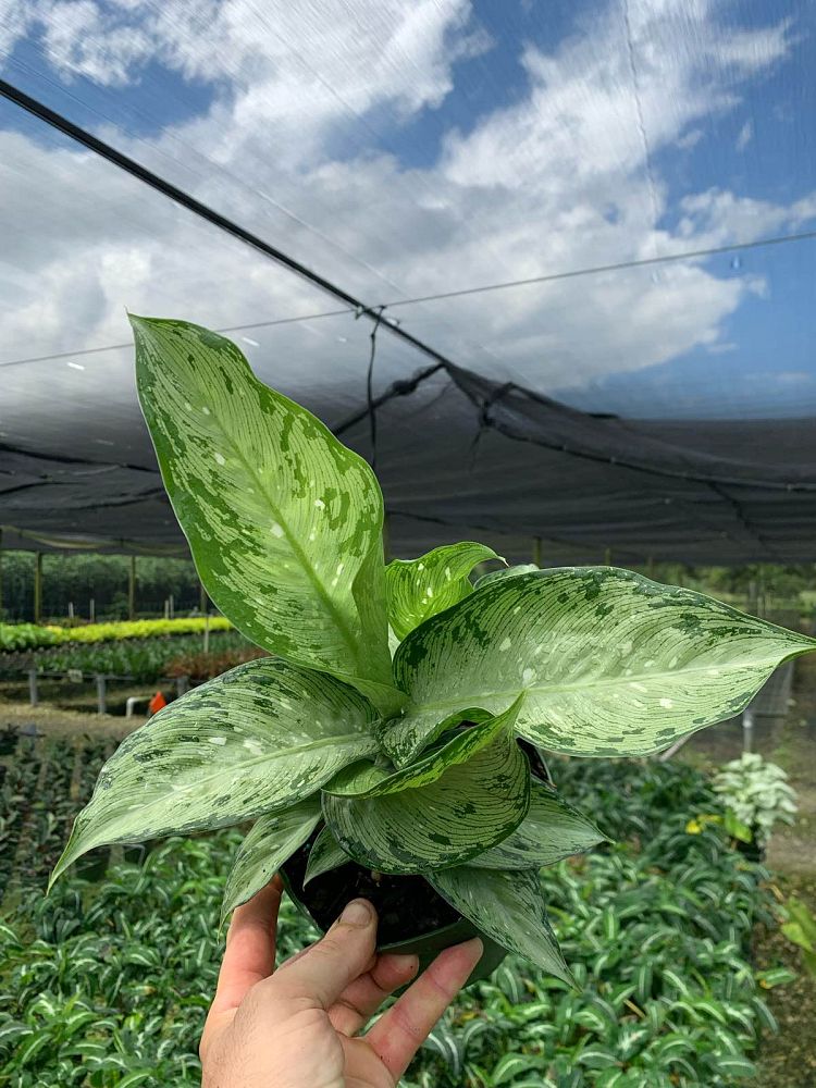dieffenbachia-x-memoria-corsii