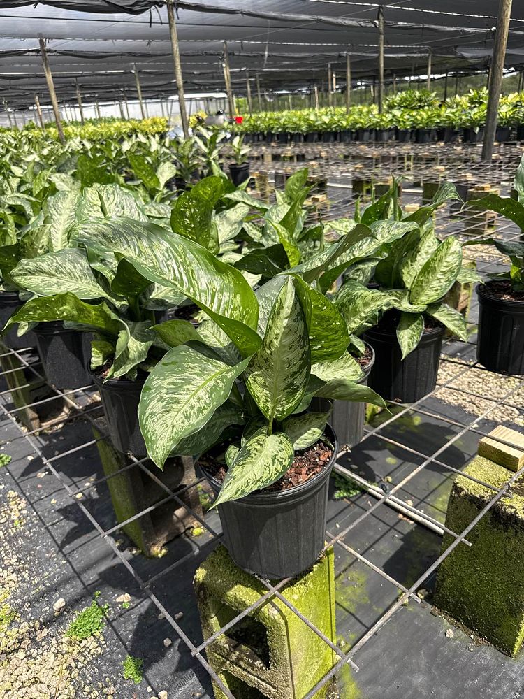 dieffenbachia-x-memoria-corsii