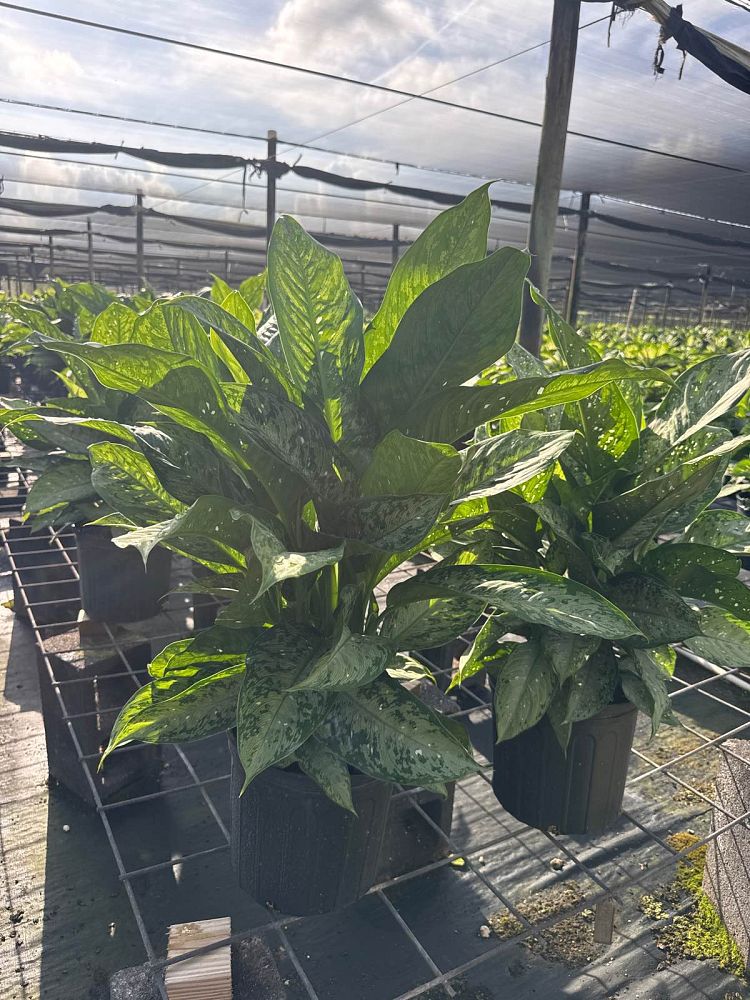 dieffenbachia-x-memoria-corsii