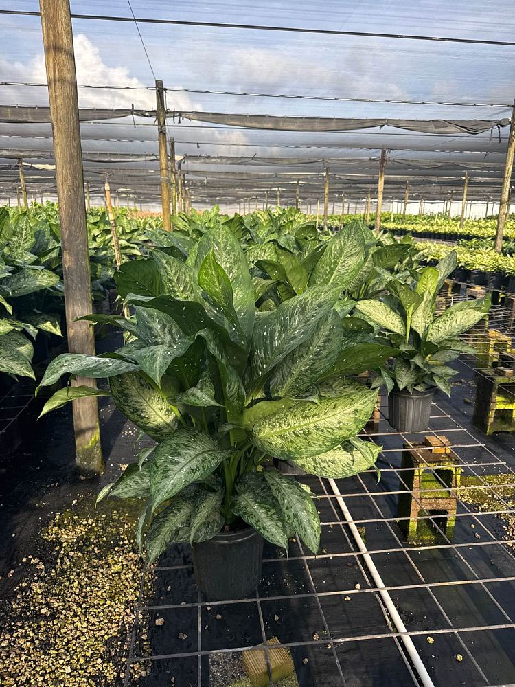 dieffenbachia-x-memoria-corsii