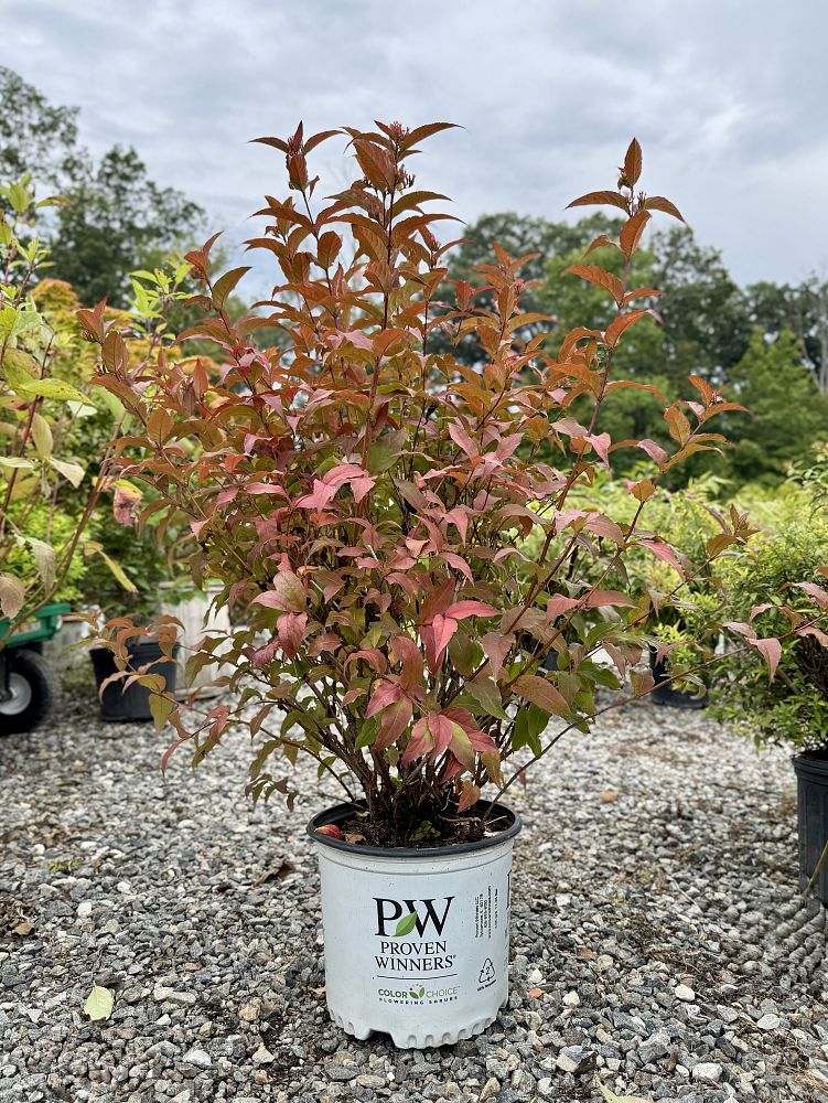 diervilla-g2x885411-kodiak-reg-red-bush-honeysuckle